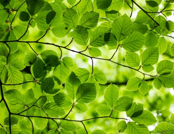 Базовая программа «Органы дыхания» - Санаторий «Кирова» Ялта